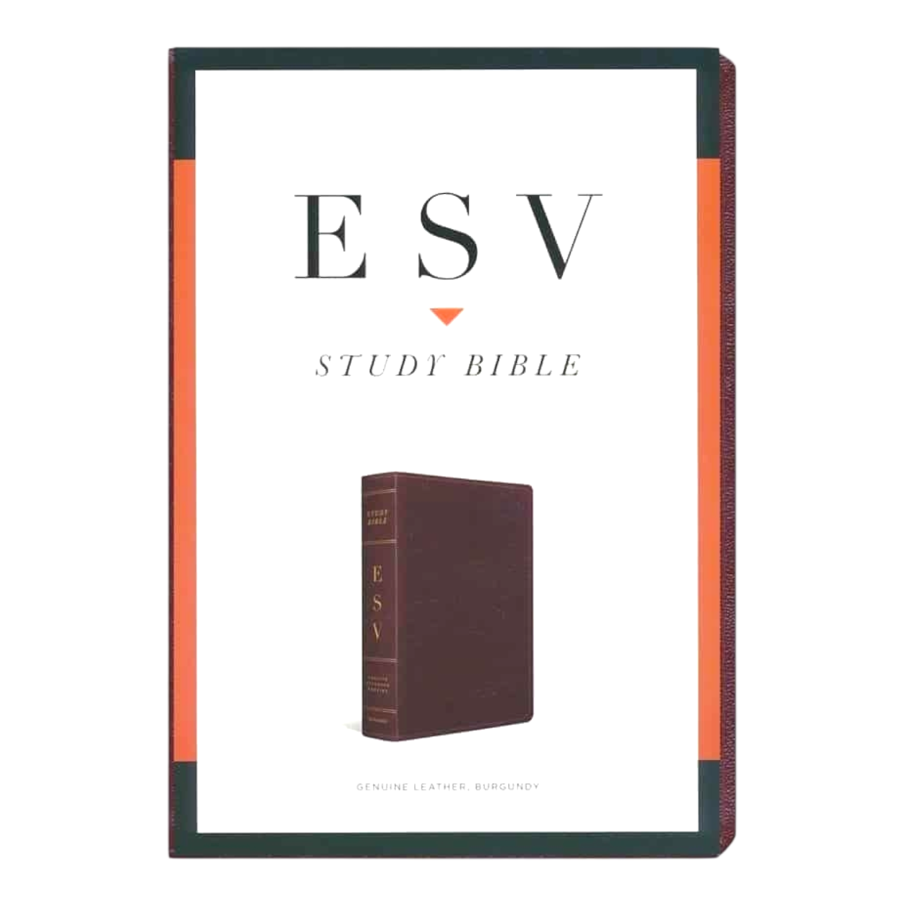 ESV Study Bible, Large Print, Hardcover | Comfortable Reading for In-Depth Biblical Study