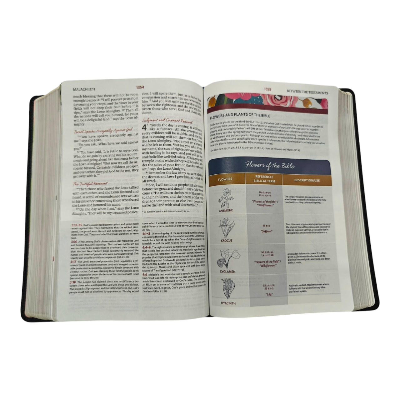 NIV The Woman's Study Bible, Full-Color, Red Letter